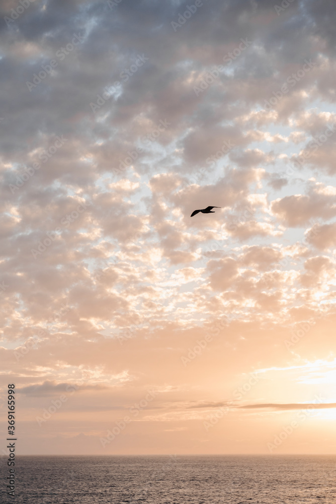 One bird flying at sunset among beautiful orange clouds.