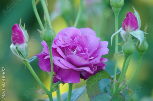 purple rose © Sherri Leath