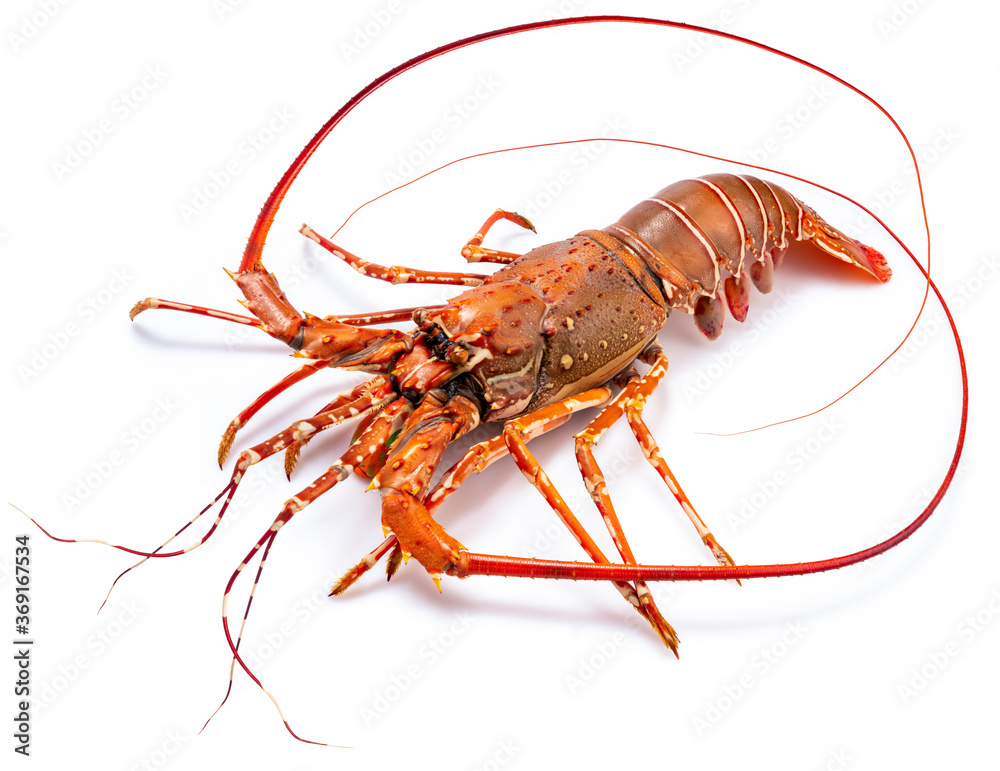 Spiny Lobster isolated on white background, Boiled Spiny Lobsters Asia Seafood in white background, Spiny Lobster isolated on white background, Boiled Spiny Lobsters Asia Seafood in white background,