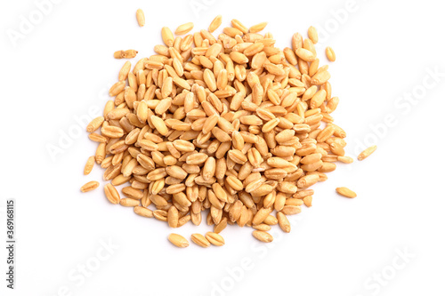 Seed of Wheat grain on white