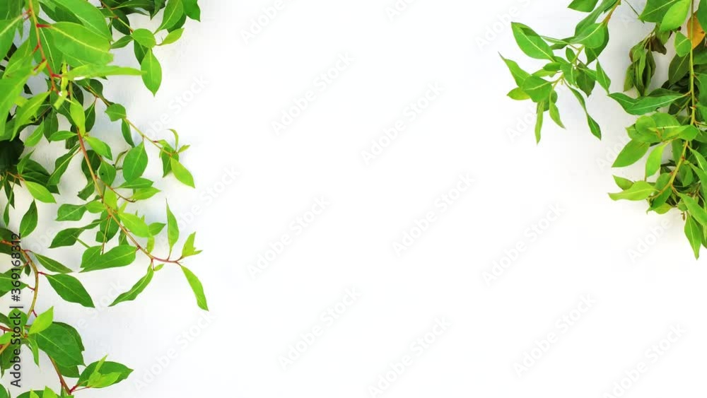 Green branches with leaves of the tropical tree hanging down from the edges on white copy space background for graphic work and text. Beautiful natural frame