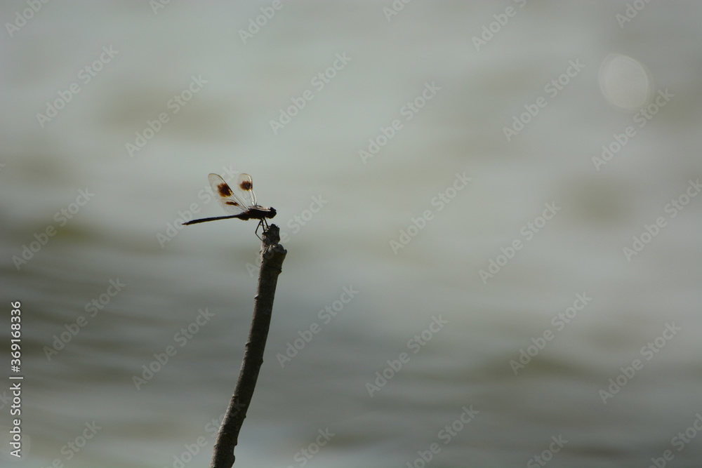 Obraz premium Dragon Fly Resting