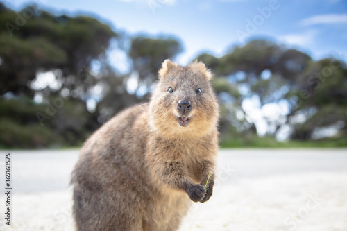 The happiest animal quokka is smiling and greeting you at Rottnest Island in Perth, Western Australia  photo