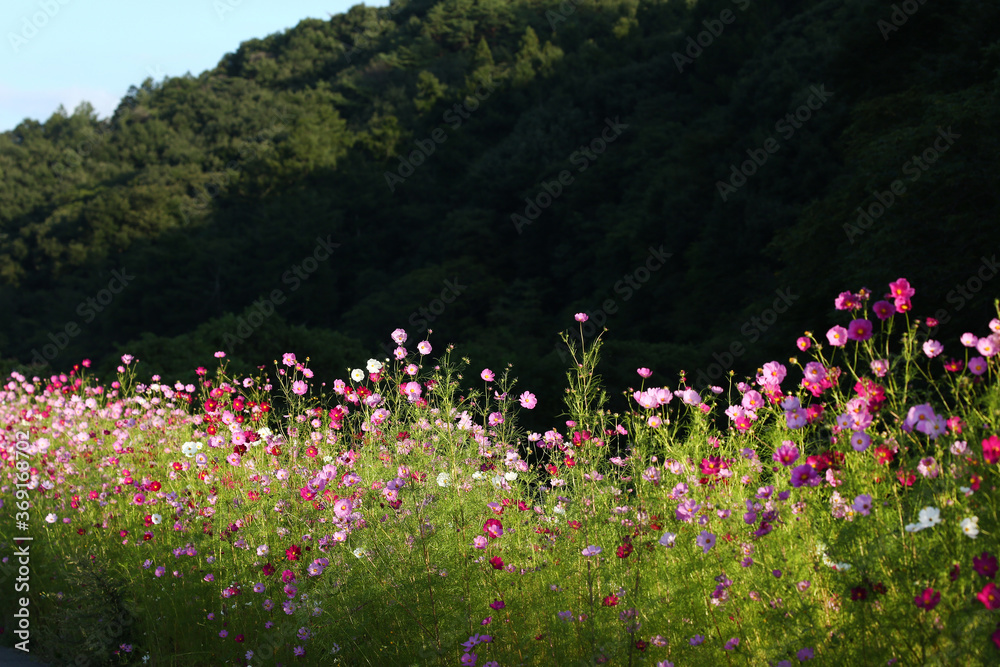 コスモスの花街道 コスモスの花街道