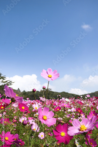 青空とコスモスの花 © kiyopayo