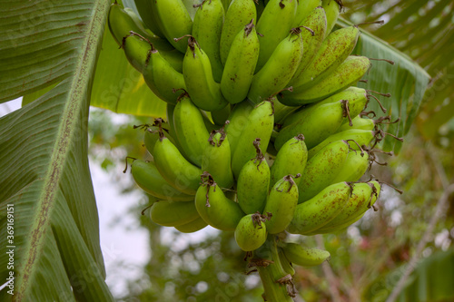 Bananas are starting to turn yellow entering the harvest season. Banana is a fruit that contains lots of vitamins and calcium for dietary needs