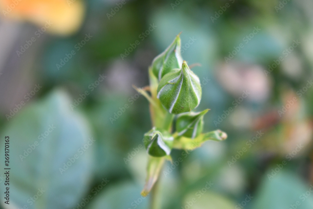 A yellow rose still not open A yellow rose still not open