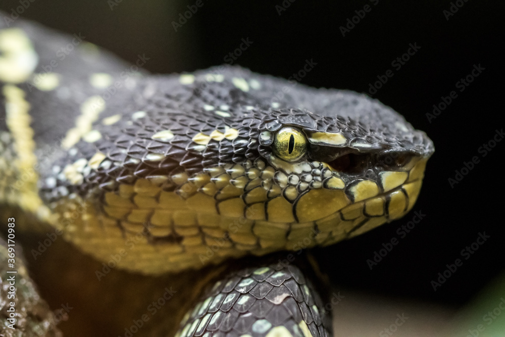 Pit Viper Pit Viper