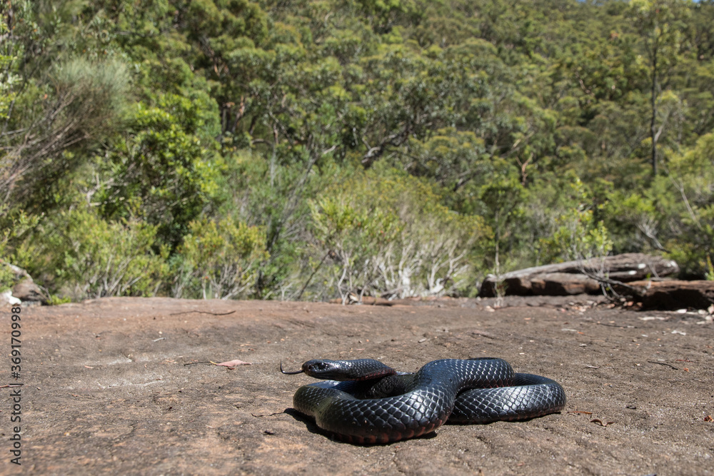 Red-bellied Black Snake basking in natural Sydney Australia bushland Red-bellied Black Snake basking in natural Sydney Australia bushland