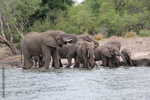 Elephant on the banks of the Zambezi River, Zimbabwe.