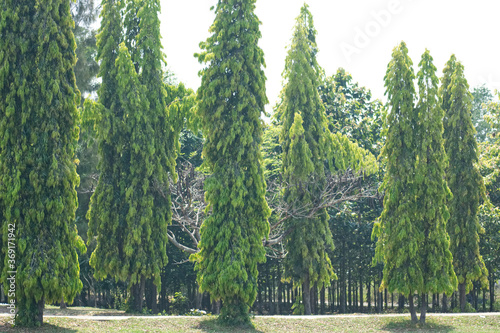 Polyalthia longifolia tree in garden.