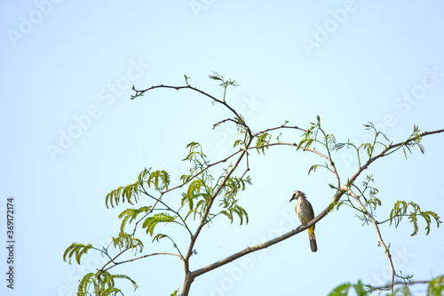 Yellow-vented Bulbul on tree  © pangcom
