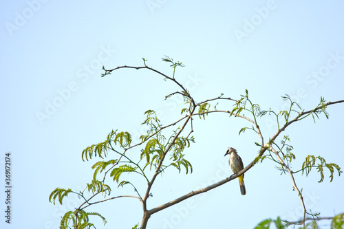 Yellow-vented Bulbul on tree 