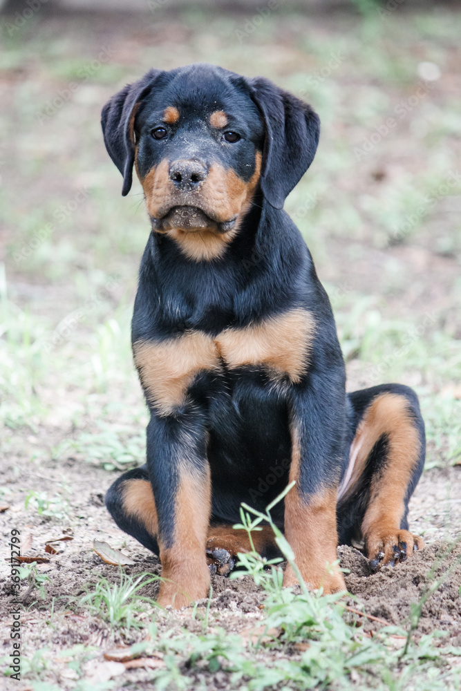Young female Rottweiler portrait - 15 weeks old
Young female Rottweiler portrait - 15 weeks old