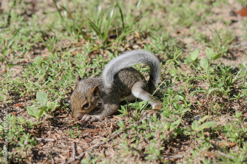 Very young squirrel posing in the backyard