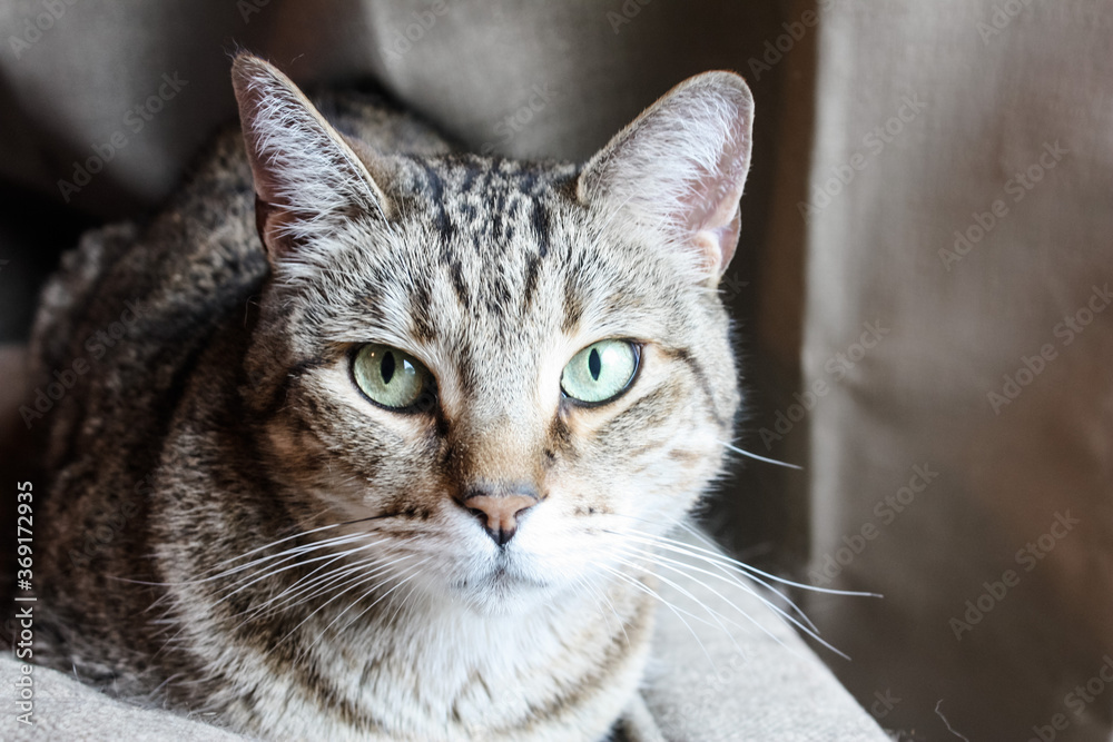 Naklejka premium Domestic tabby cat