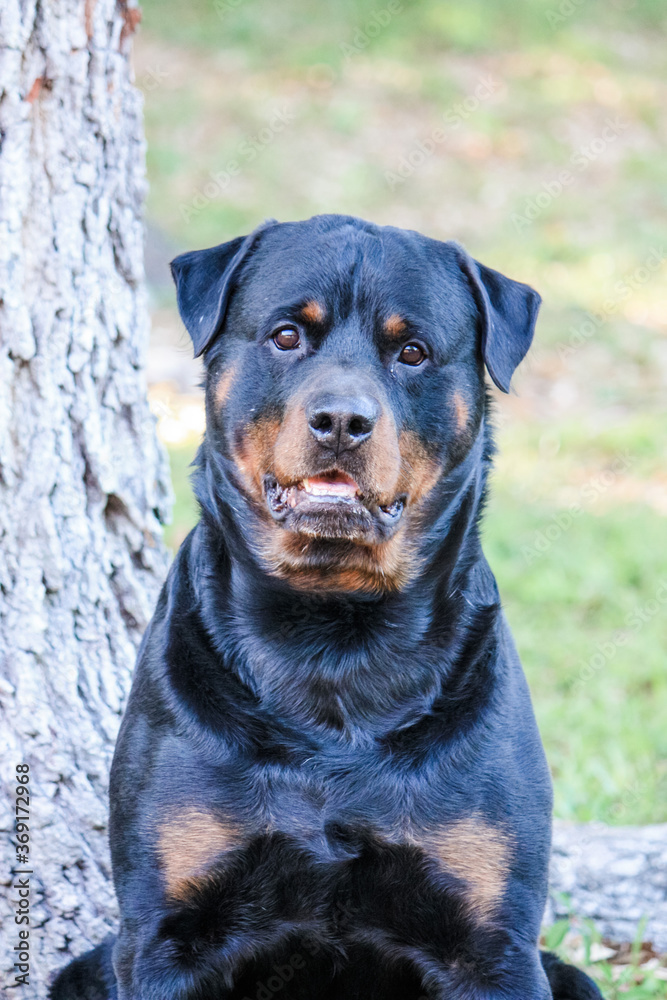 Male adult Rottweiler posing