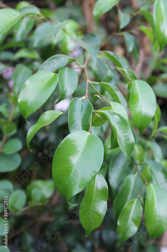 green leaves of a tree ficus
