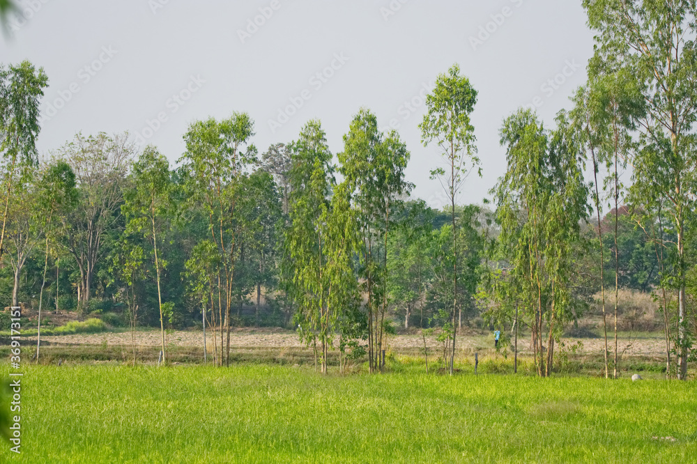 Obraz premium Eucalyptus with rice field. green grass and trees