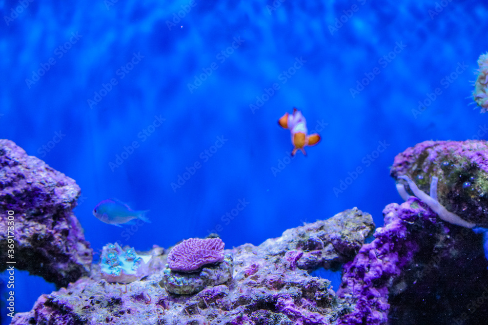 Fototapeta premium Snowflake clownfish in saltwater tank