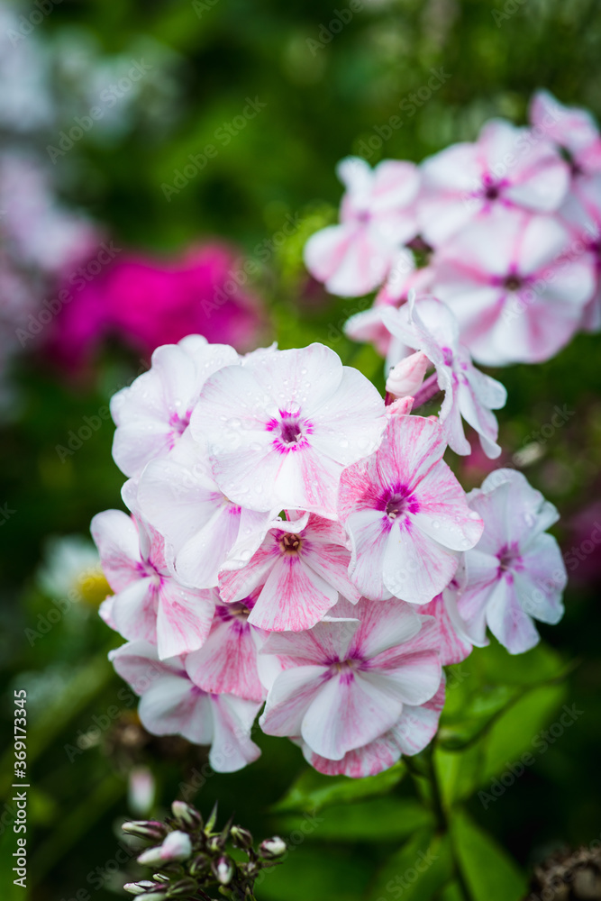 Blooming phlox in the garden. Shallow depth of field. Blooming phlox in the garden. Shallow depth of field.