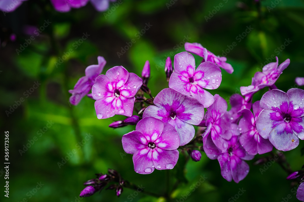 Blooming phlox in the garden. Shallow depth of field. Blooming phlox in the garden. Shallow depth of field.