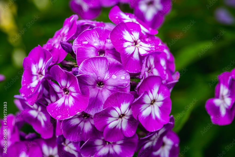 Blooming phlox in the garden. Shallow depth of field. Blooming phlox in the garden. Shallow depth of field.