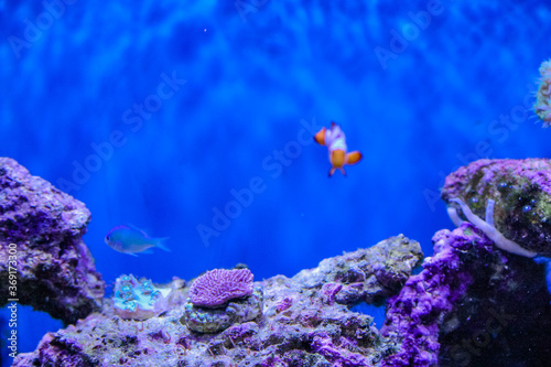 Snowflake clownfish in saltwater tank