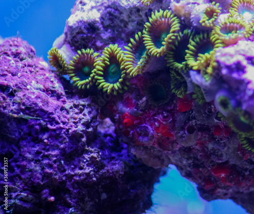 Fototapeta Naklejka Na Ścianę i Meble -  Blue Angel Zoanthids - Coral Reef