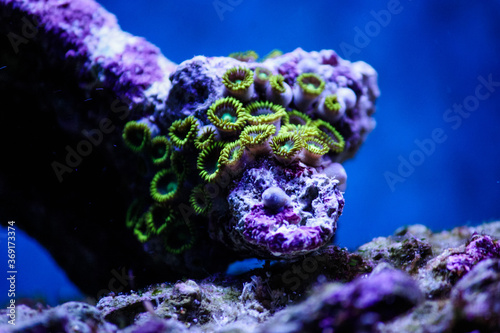 Blue Angel Zoanthids - Coral Reef