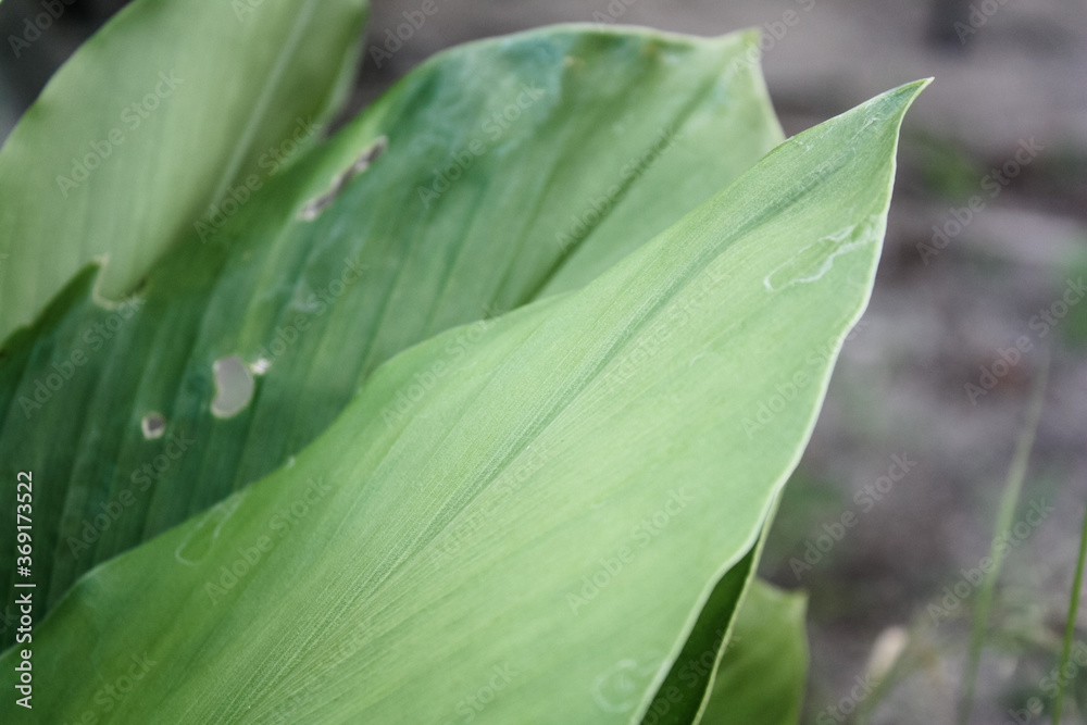 Obraz premium Ginger plant leaves