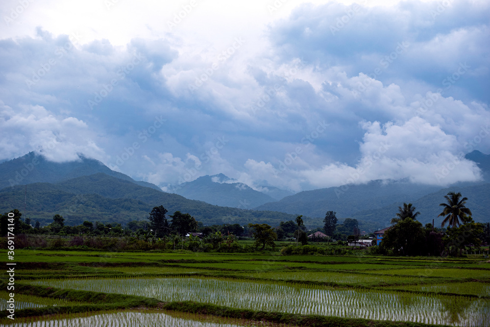 Naklejka premium Rice Field Plantation in with mountain range landscape in the background in Nan province, Northern Thailand