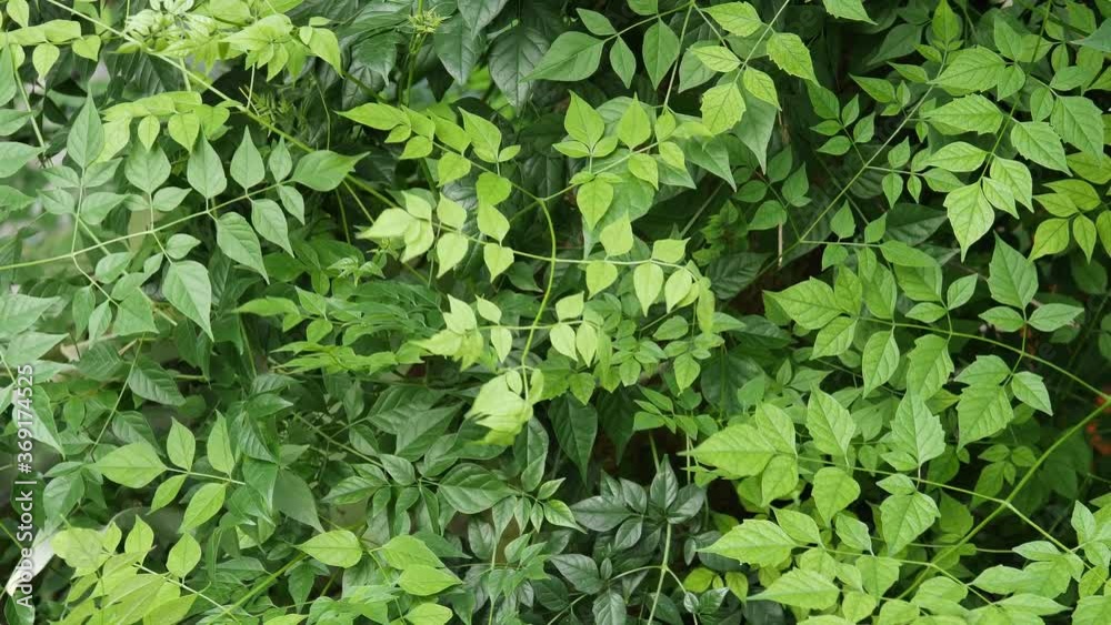 green leaves sway and closeup of indian cork tree shrubs fly by wind green leaves sway and closeup of indian cork tree shrubs fly by wind