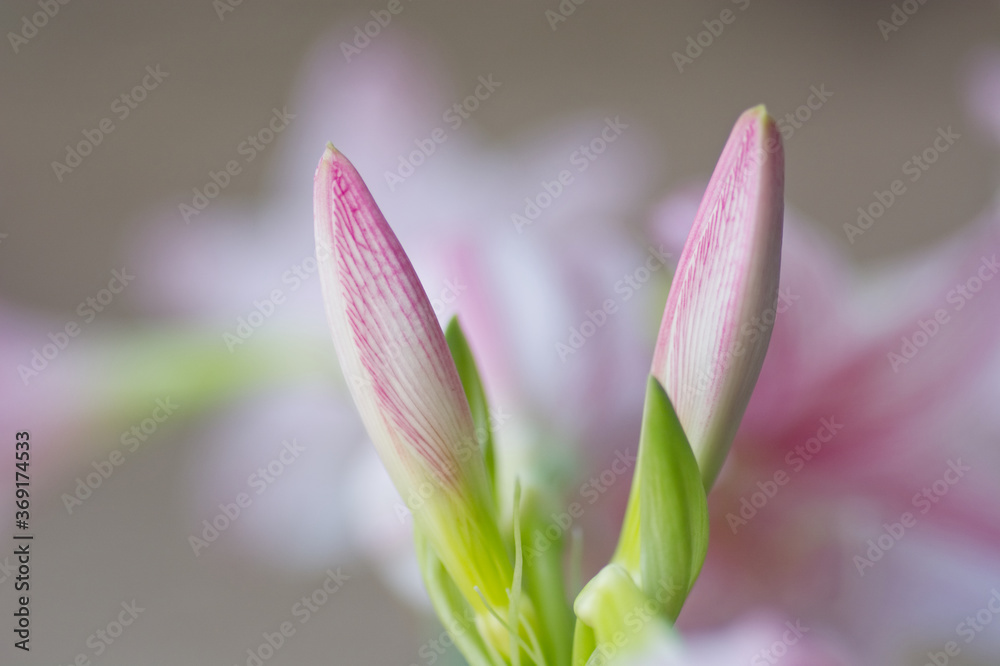 close up of a pink flower Hippeastrum johnsonii Bury