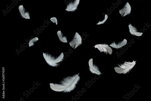 Light fluffy a white feathers falling down in the dark. Feather abstract on black background.