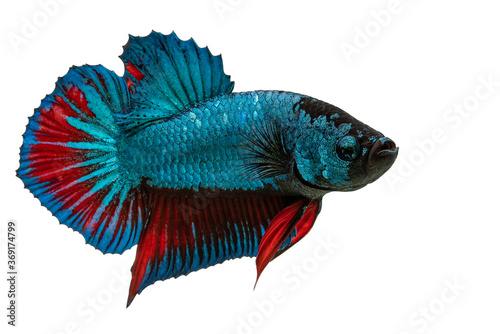 Close up of red blue betta fish. Beautiful Siamese fighting fish, Betta splendens isolated on white background.