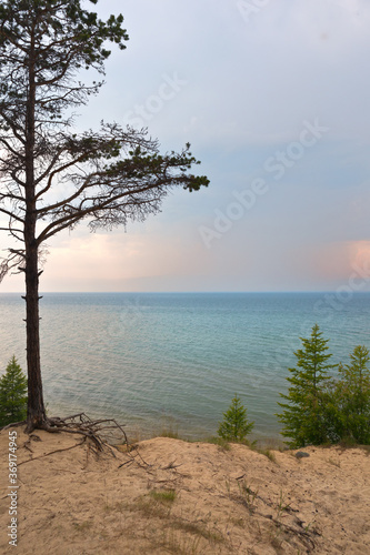 Baikal Lake. Coast of Olkhon Island on a foggy summer evening. Old pine tree with bare roots on the sandy shore at sunset. Beautiful lake landscape. Summer travel. Natural background