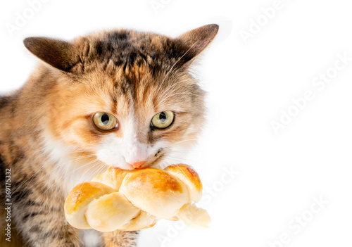 Cat thief caught stealing food. The mischievous kitty has a big piece of bread (Zopf) in her mouth. Ears back, crazy eyes, growling and unhappy. Concept for "pets caught red-pawed". Isolated on white.