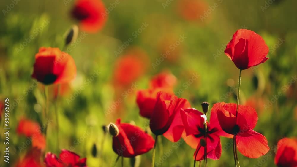 Poppies in a beautiful meadow during spring season, HD video Poppies in a beautiful meadow during spring season, HD video