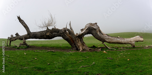 Old tree dead and split lying across ground.