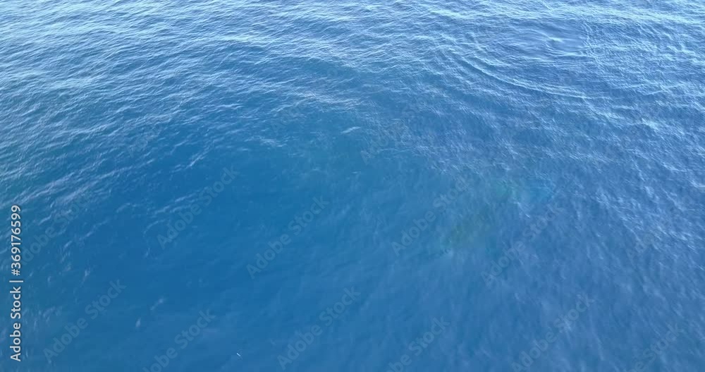 A baby Calf of Humpback Whale Breaching Leaping jumping from blue clear water of Pacific ocean, whales family in natural habitat