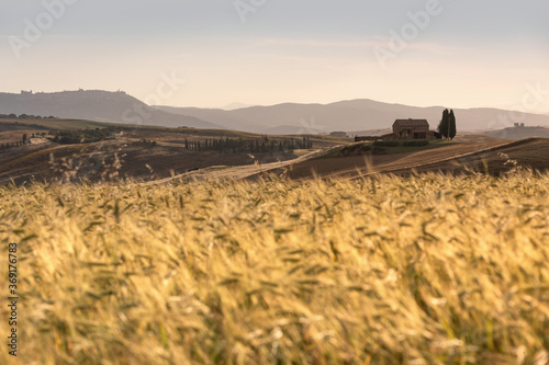 Iconic tuscanian farmland at sunset, with a wheat field in the foreground and a distant farm in the background photo