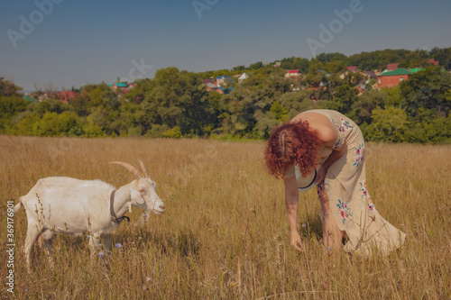 Fototapeta Naklejka Na Ścianę i Meble -  a red-haired curly-haired girl in a summer dress bent down to pick up grass in a field, a goat is standing next to her. High quality photo