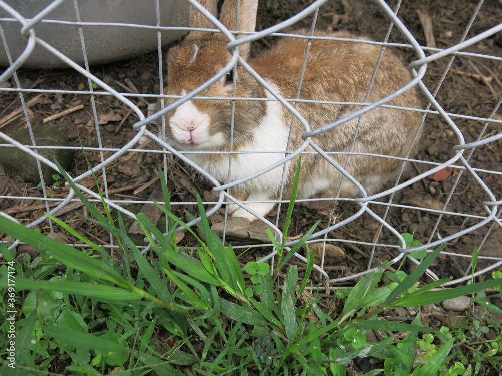 Fototapeta premium the cute rabbit is in the cage to look for something to eat