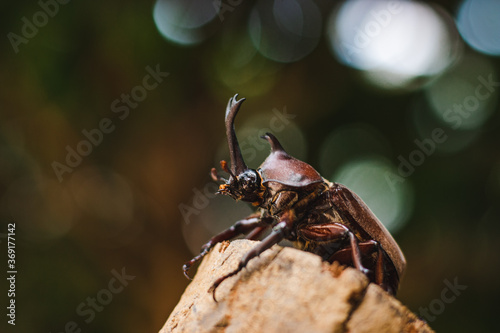 a rhino beetle on a stick. rhino beetles are a very popular pet in japan and looks very strong. the rhinoceros beetle can be found in mountains and forests. the bug insects is brown and tough and cute © annabelle