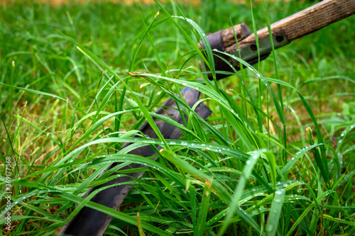 Fototapeta Rustic scythe lying in long wet green grass