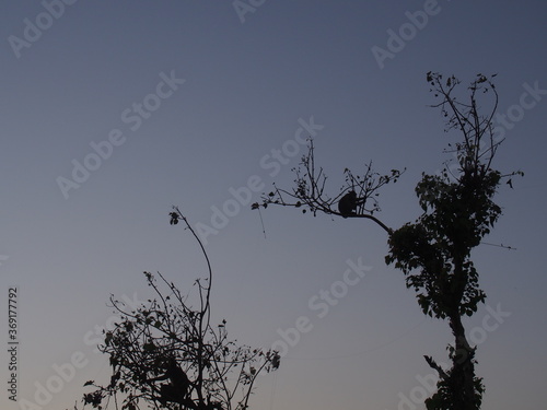 Beautiful sunset sky  trees  and a monkey  Agra  Uttarpradesh  North India  India