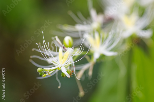 Capparis micracantha flowers closeup 