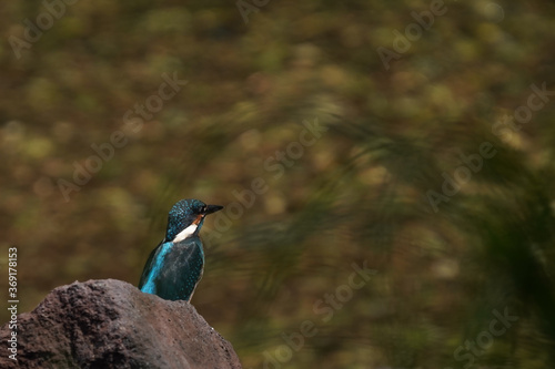 kingfisher on rock