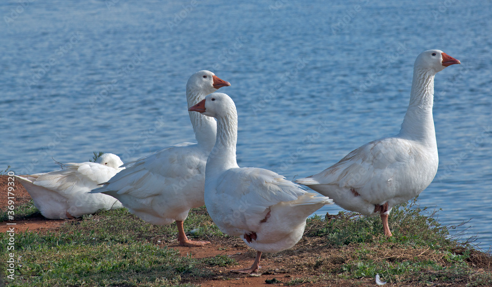 Geese on river bank ....Victoria Australia Geese on river bank ....Victoria Australia